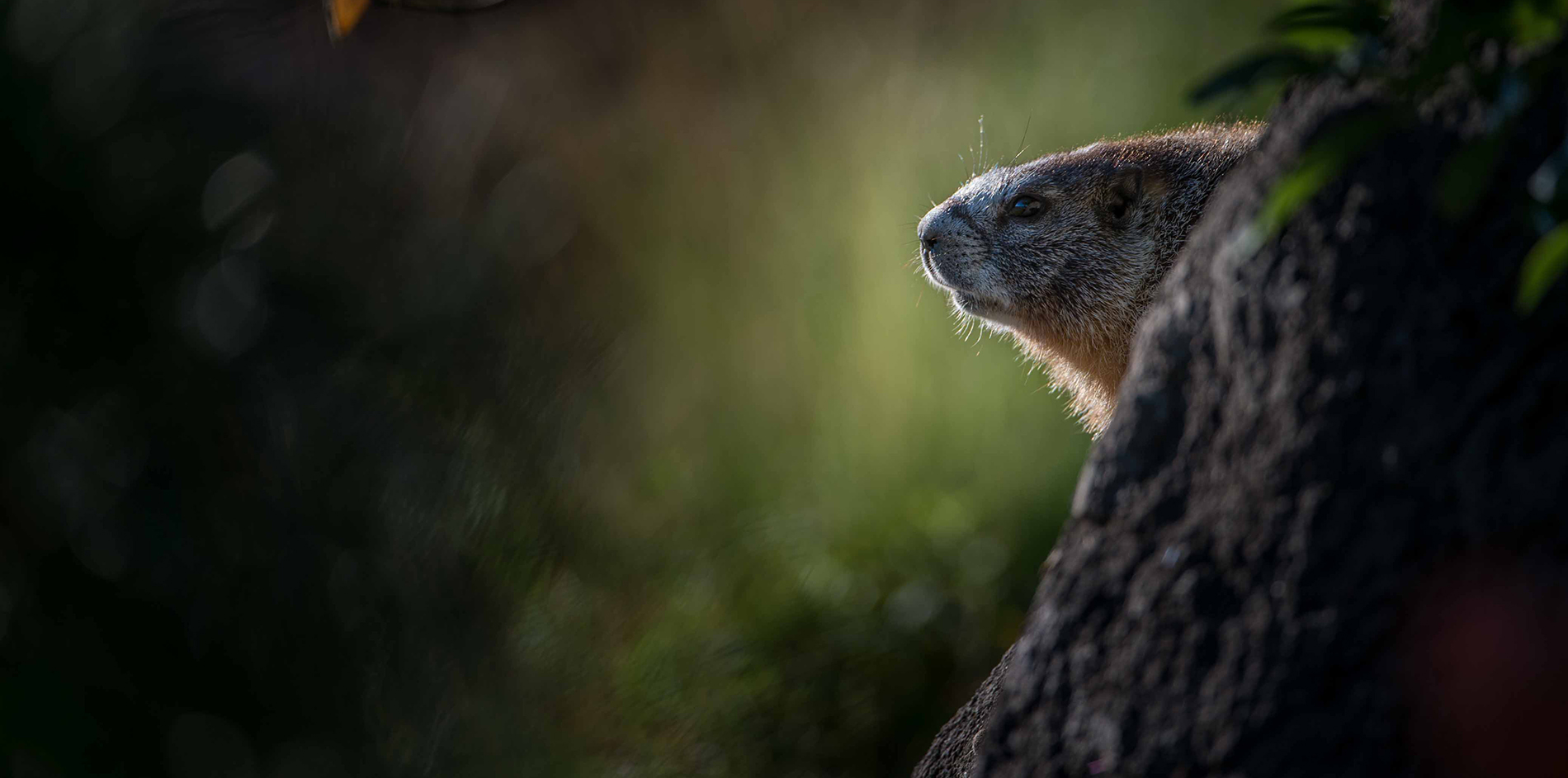 Groundhogs & Rock Chucks – Marmot Cousins